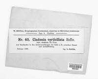 Cladonia cervicornis image